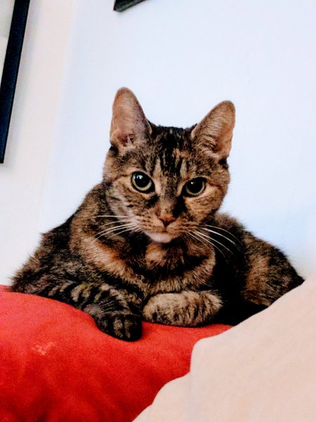 Photo of the cat Osiris