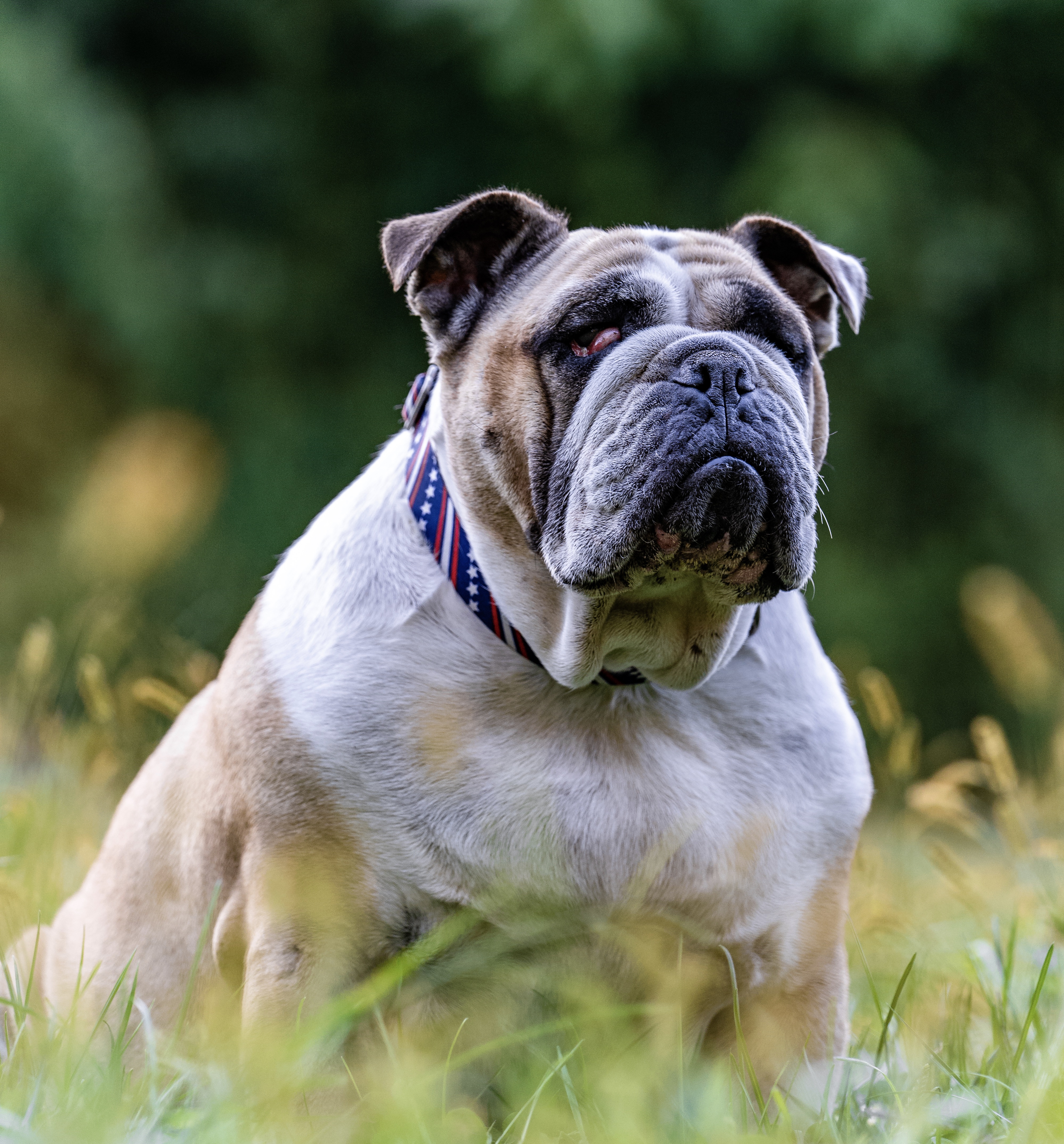 Photo of the English bulldog Xena